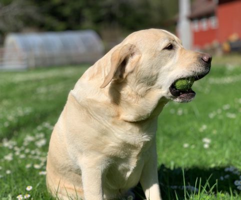 River Wind Farm - Hank the Labrador