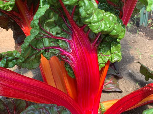 Green House Chard