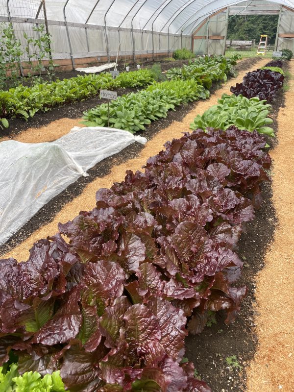 Greenhouse