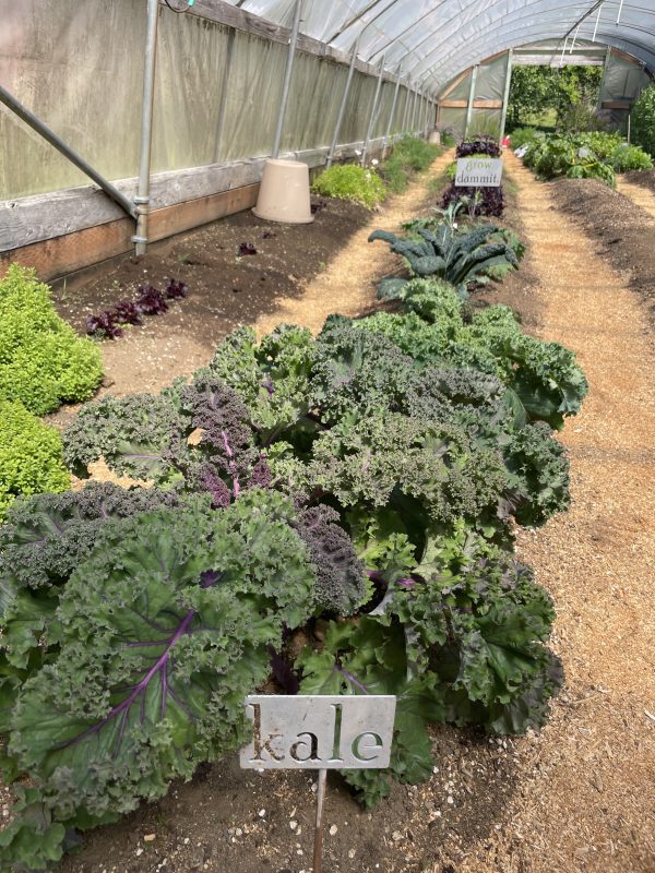 Kale